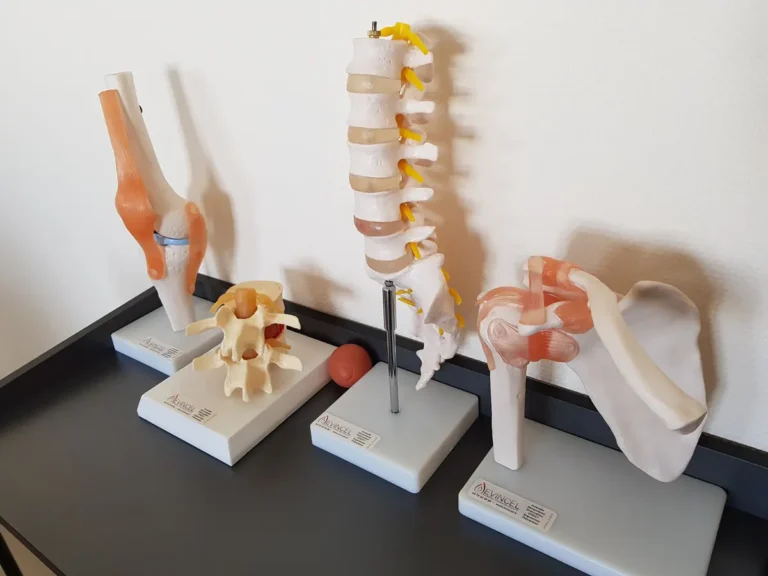 Maquettes anatomiques de la colonne vertébrale, du genou et de l’épaule utilisées en formation gestes et postures à Lyon